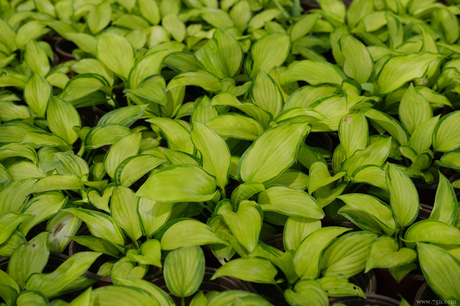 玉簪 30种耐阴植物室内盆栽,耐阴的室内植物