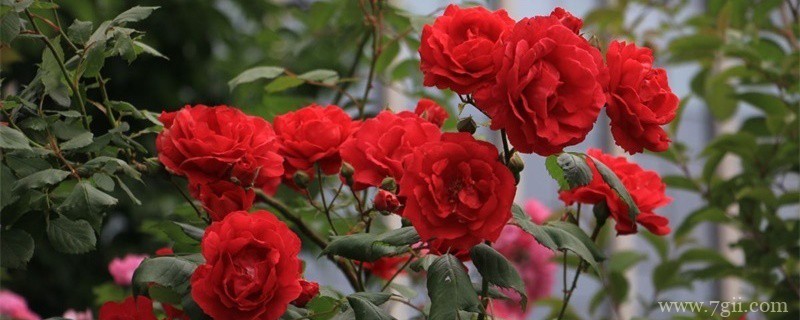 绵阳适合养什么花，市花和市树是什么