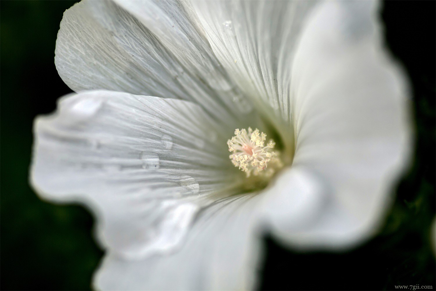 绵阳适合养什么花，市花和市树是什么