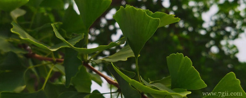 达州适合养什么花，市花和市树是什么