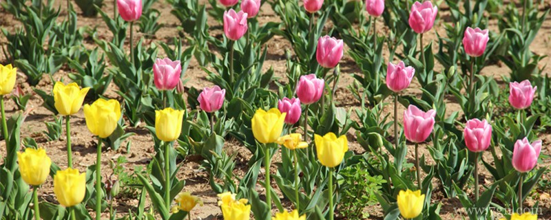 海北适合养什么花，市花和市树是什么