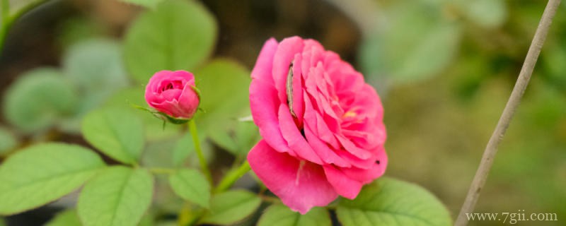 安庆适合养什么花，市花和市树是什么