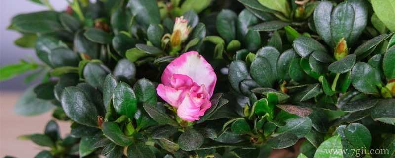 绥化适合养什么花，市花和市树是什么