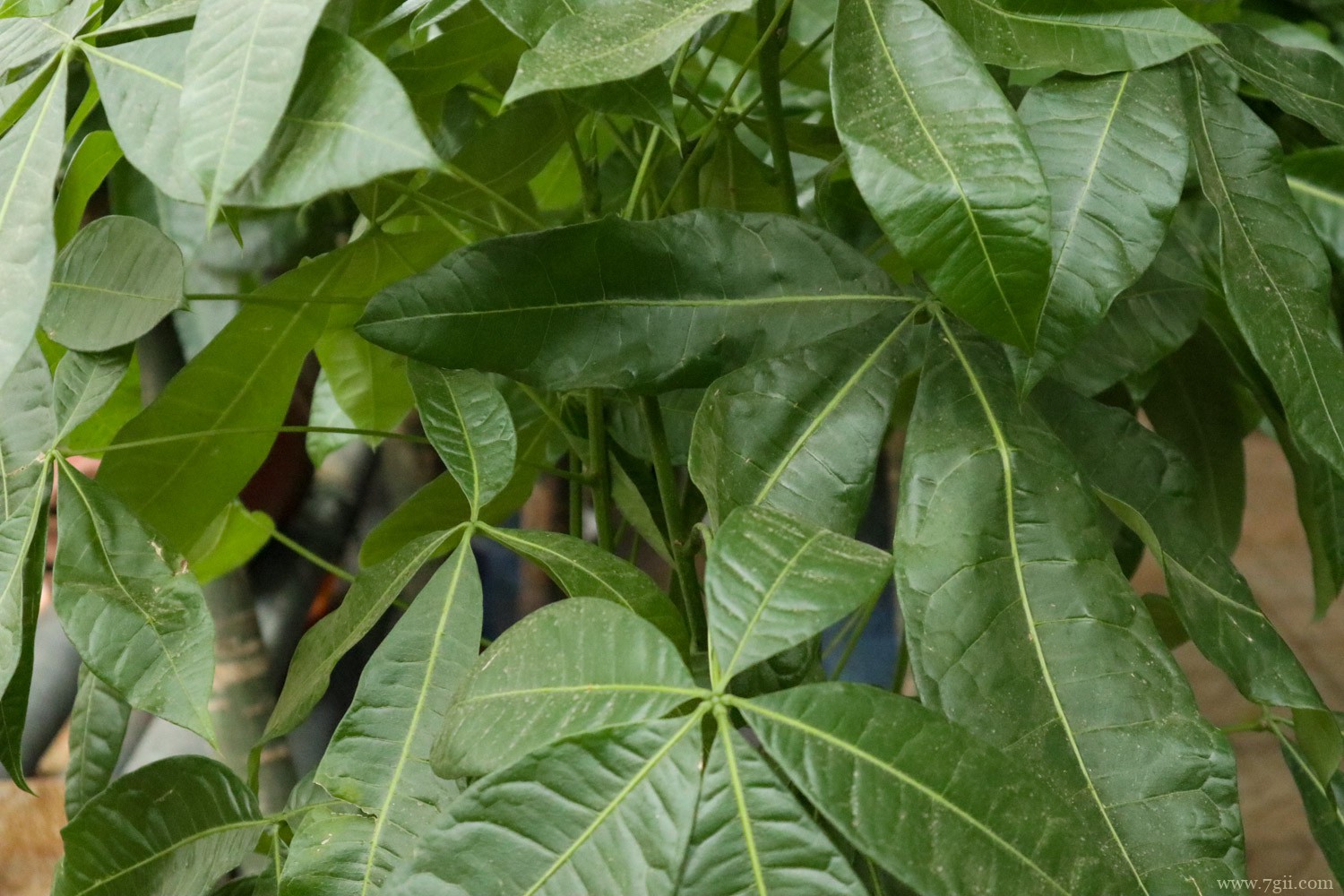 绥化适合养什么花，市花和市树是什么