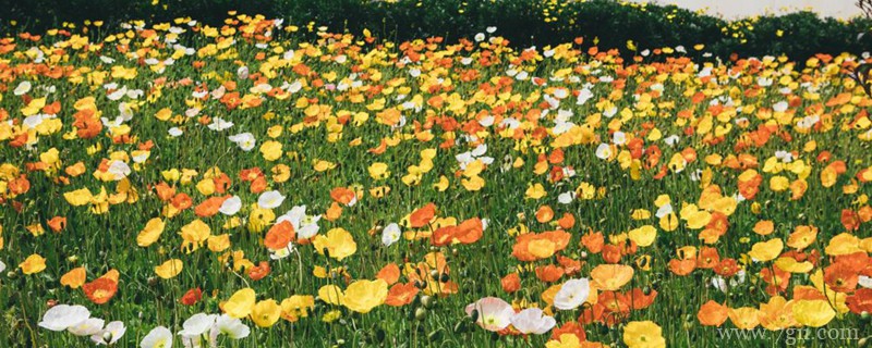 海东适合养什么花，市花和市树是什么