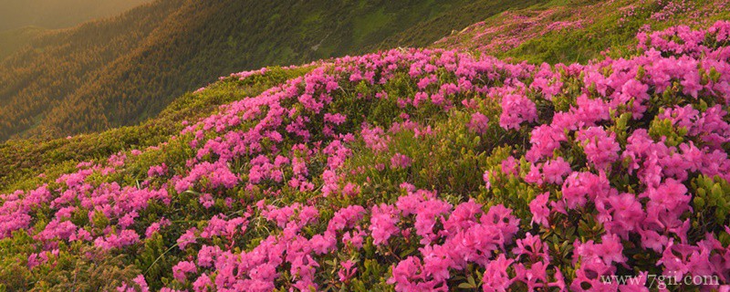 黄山适合养什么花，市花和市树是什么