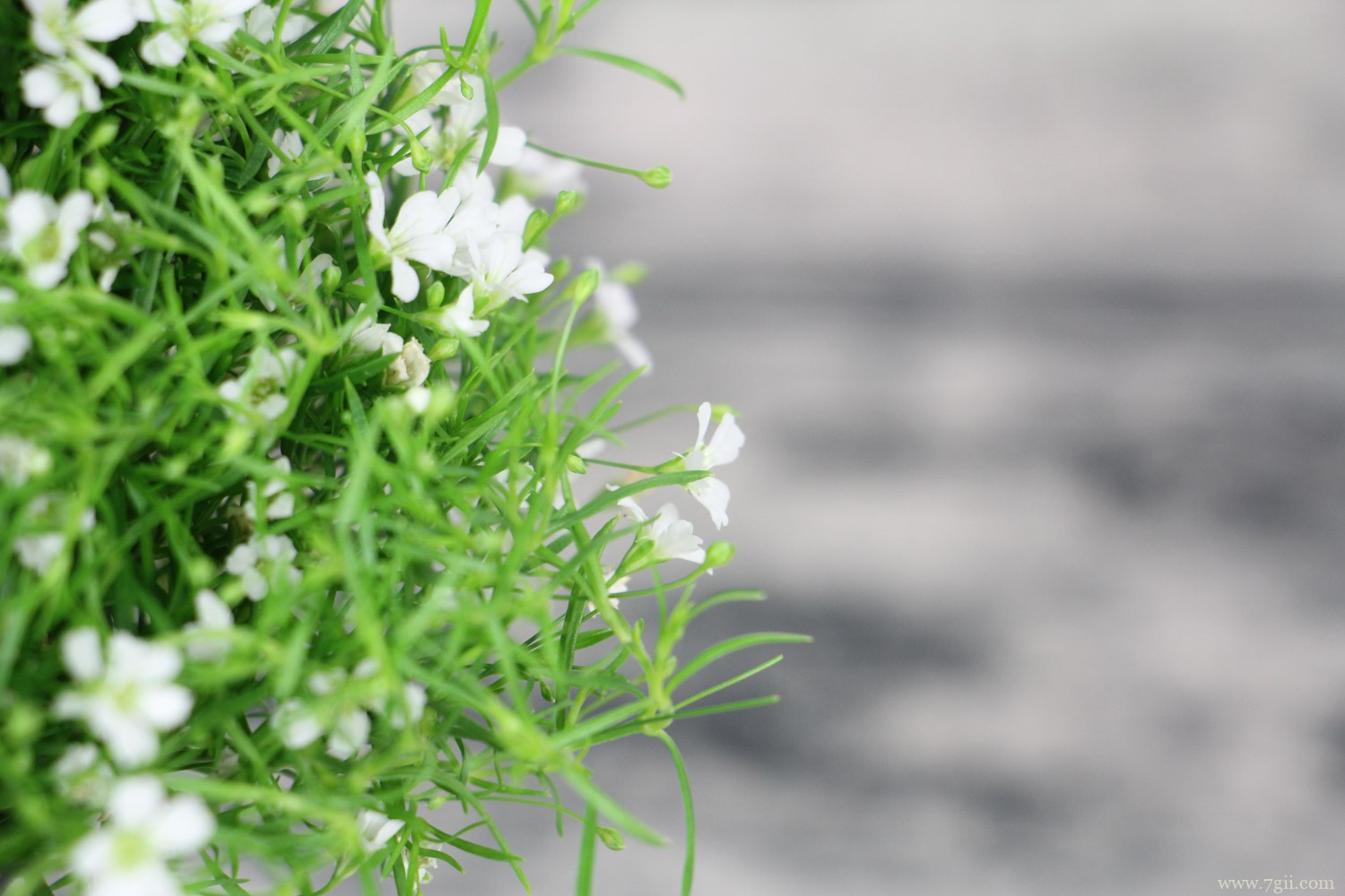 满天星 巢湖适合养什么花,市花和市树是什么