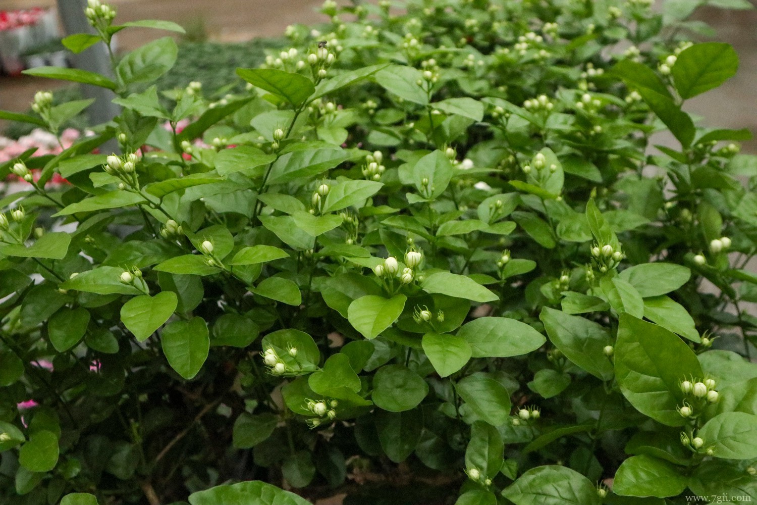 福州适合养什么花，市花和市树是什么