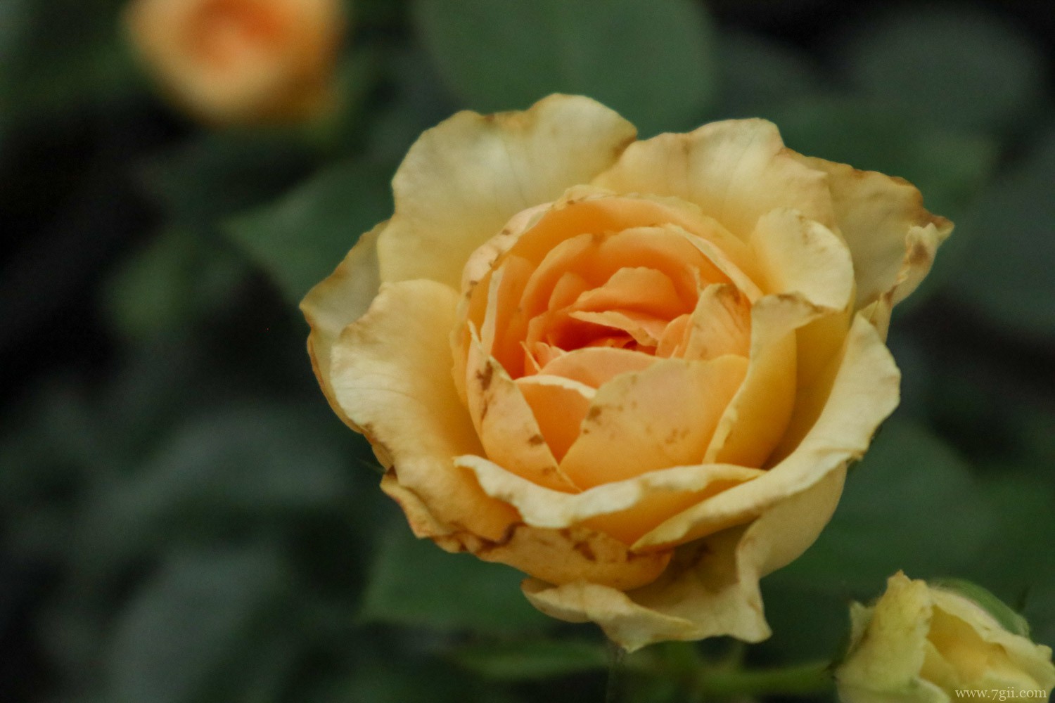 淮北适合养什么花，市花和市树是什么