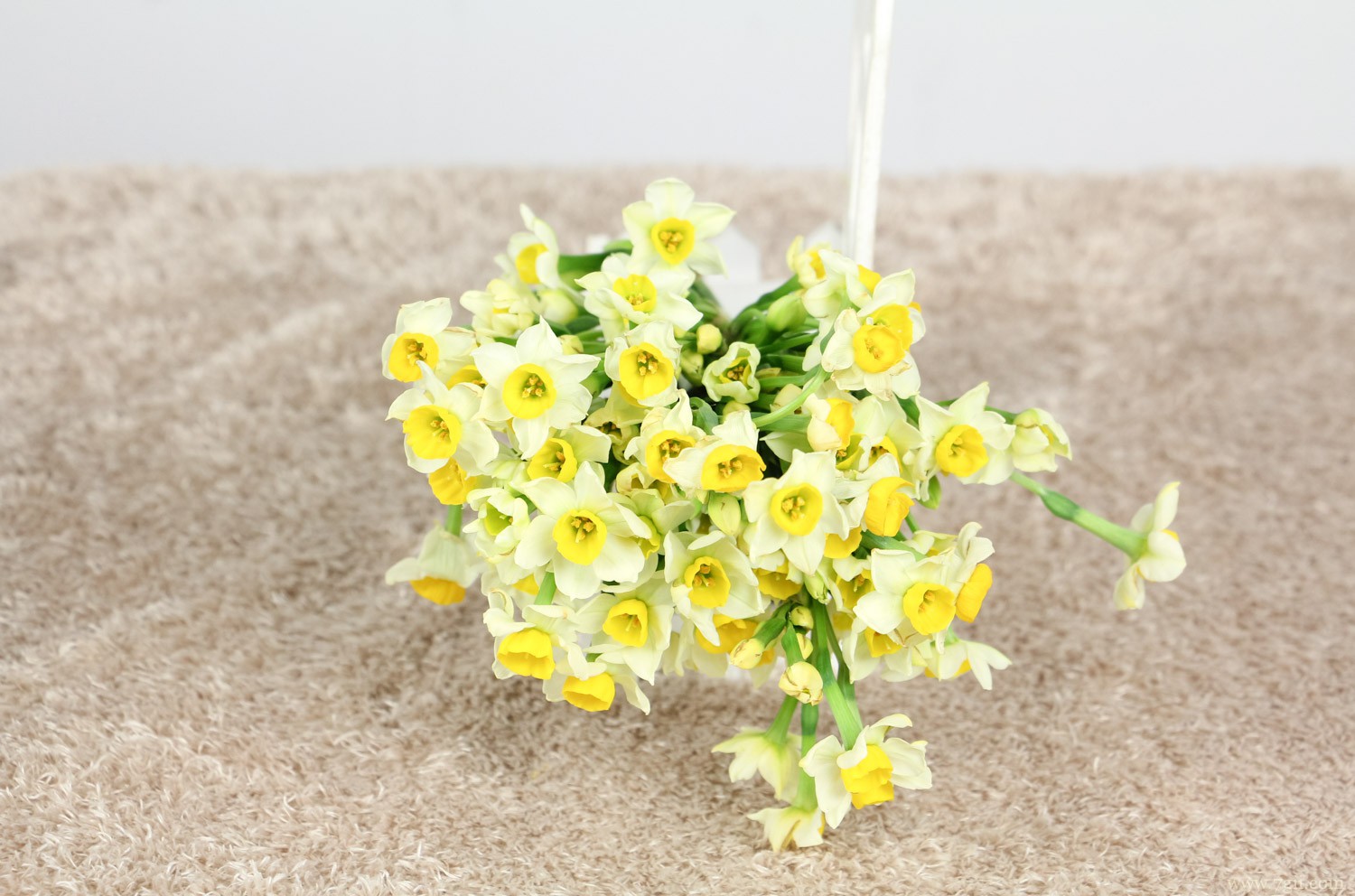 漳州适合养什么花，市花和市树是什么