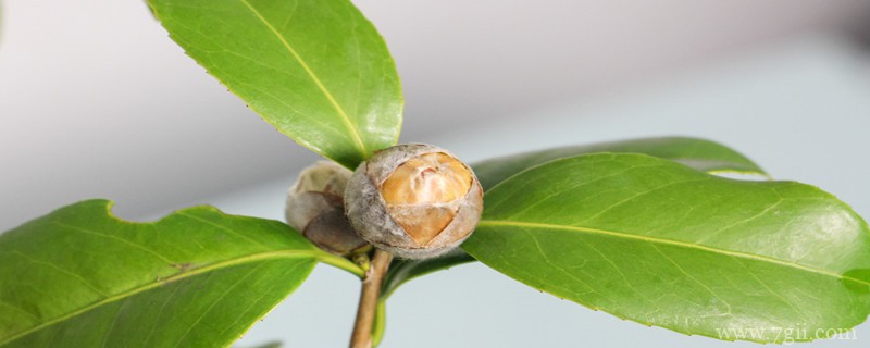 阿坝适合养什么花，市花和市树是什么