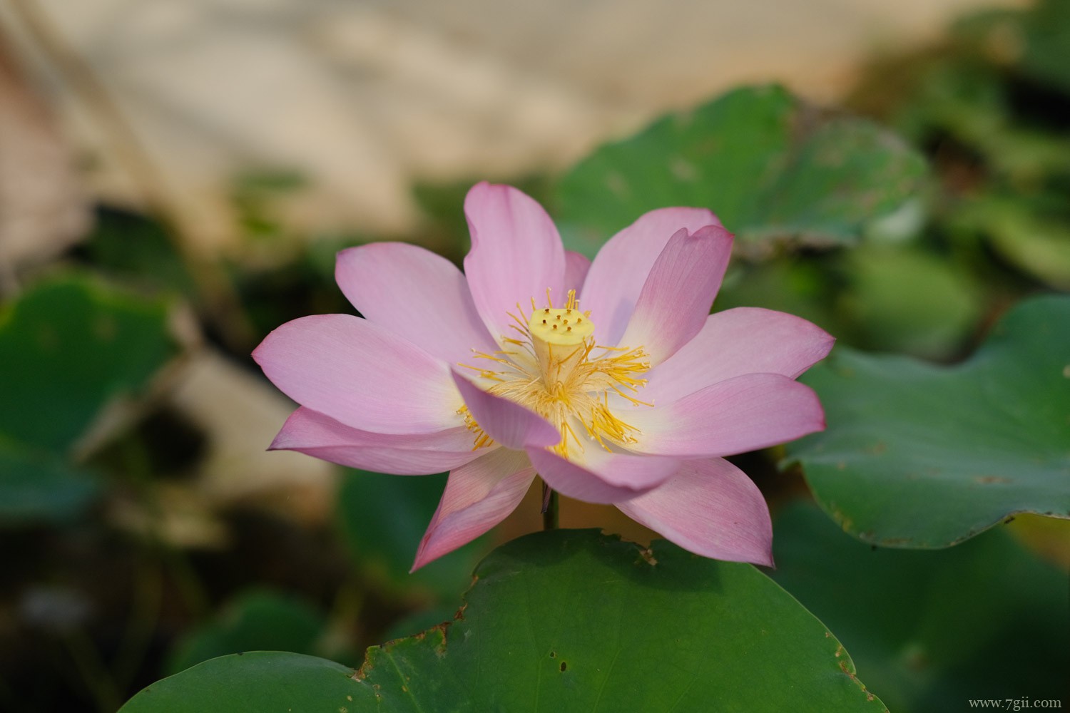 南昌适合养什么花,市花和市树是什么