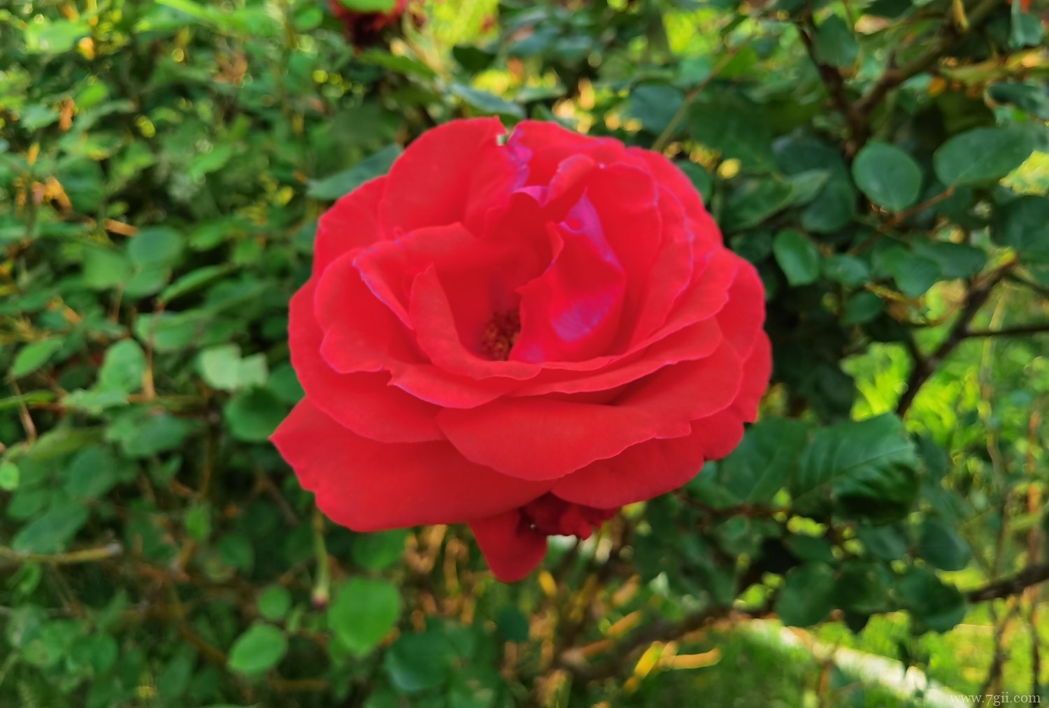 月季 南昌适合养什么花,市花和市树是什么