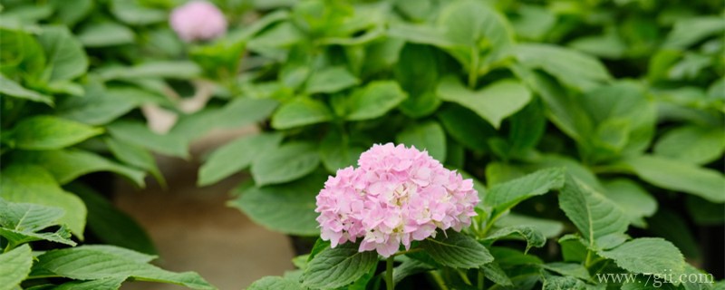 崇左适合养什么花，市花和市树是什么