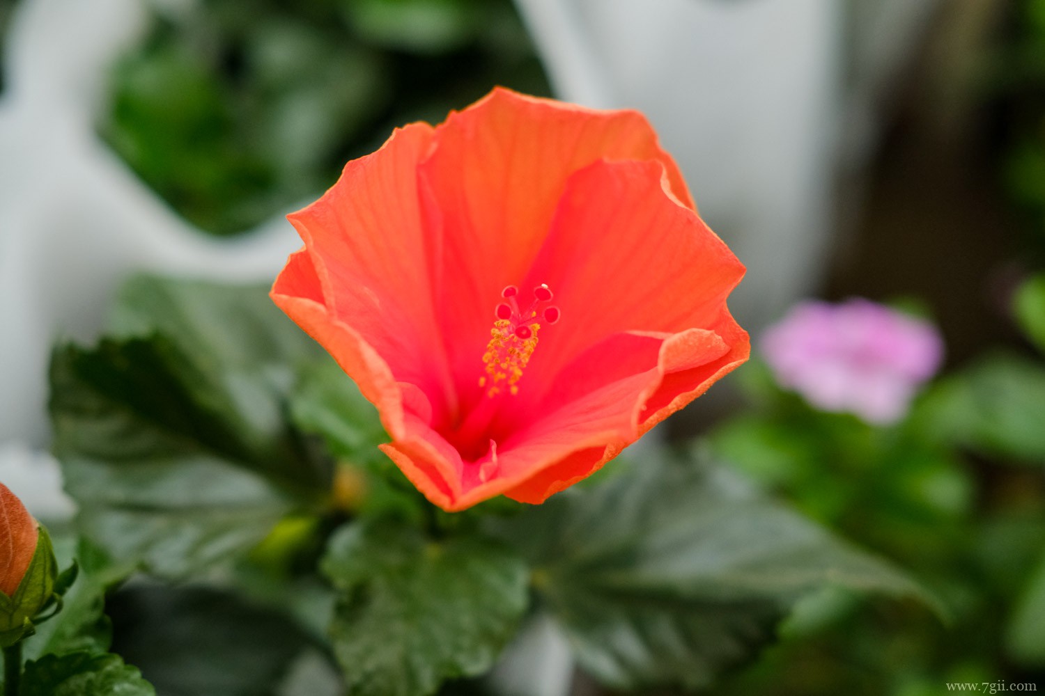 南宁适合养什么花，市花和市树是什么