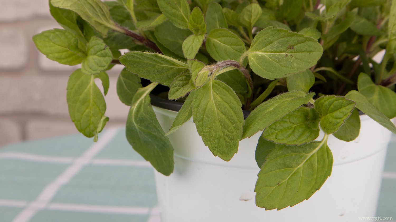 绍兴适合养什么花，市花和市树是什么