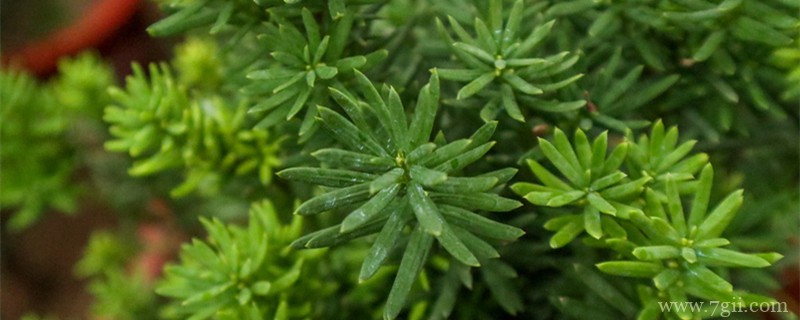 黔东南适合养什么花，市花和市树是什么