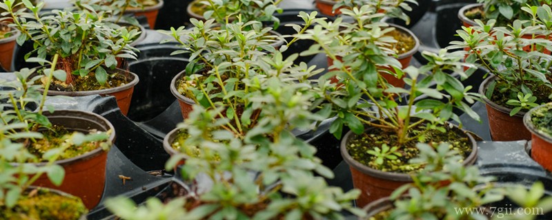 毕节适合养什么花，市花和市树是什么