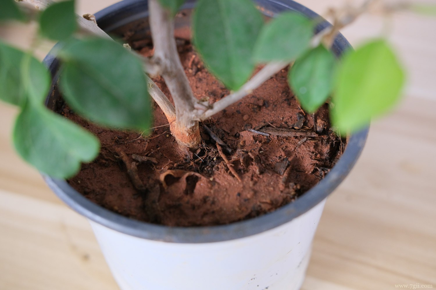 三角梅 黔西南适合养什么花,市花和市树是什么