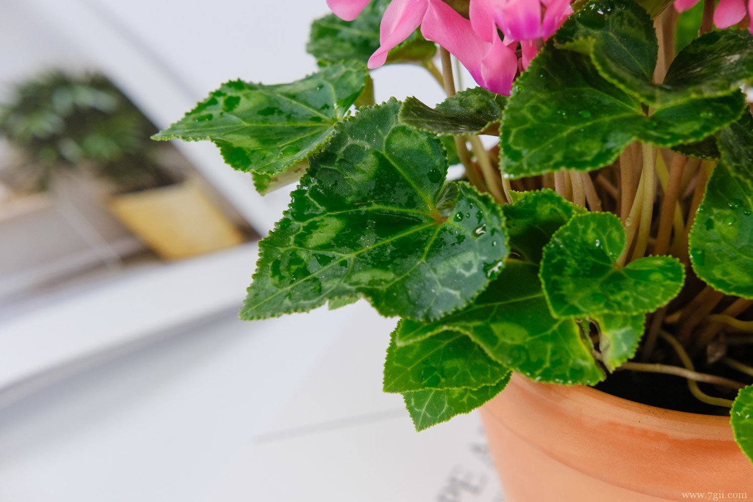 芜湖适合养什么花，市花和市树是什么