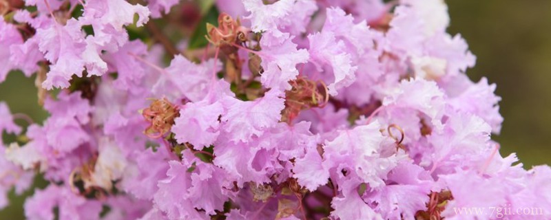 自贡适合养什么花，市花和市树是什么