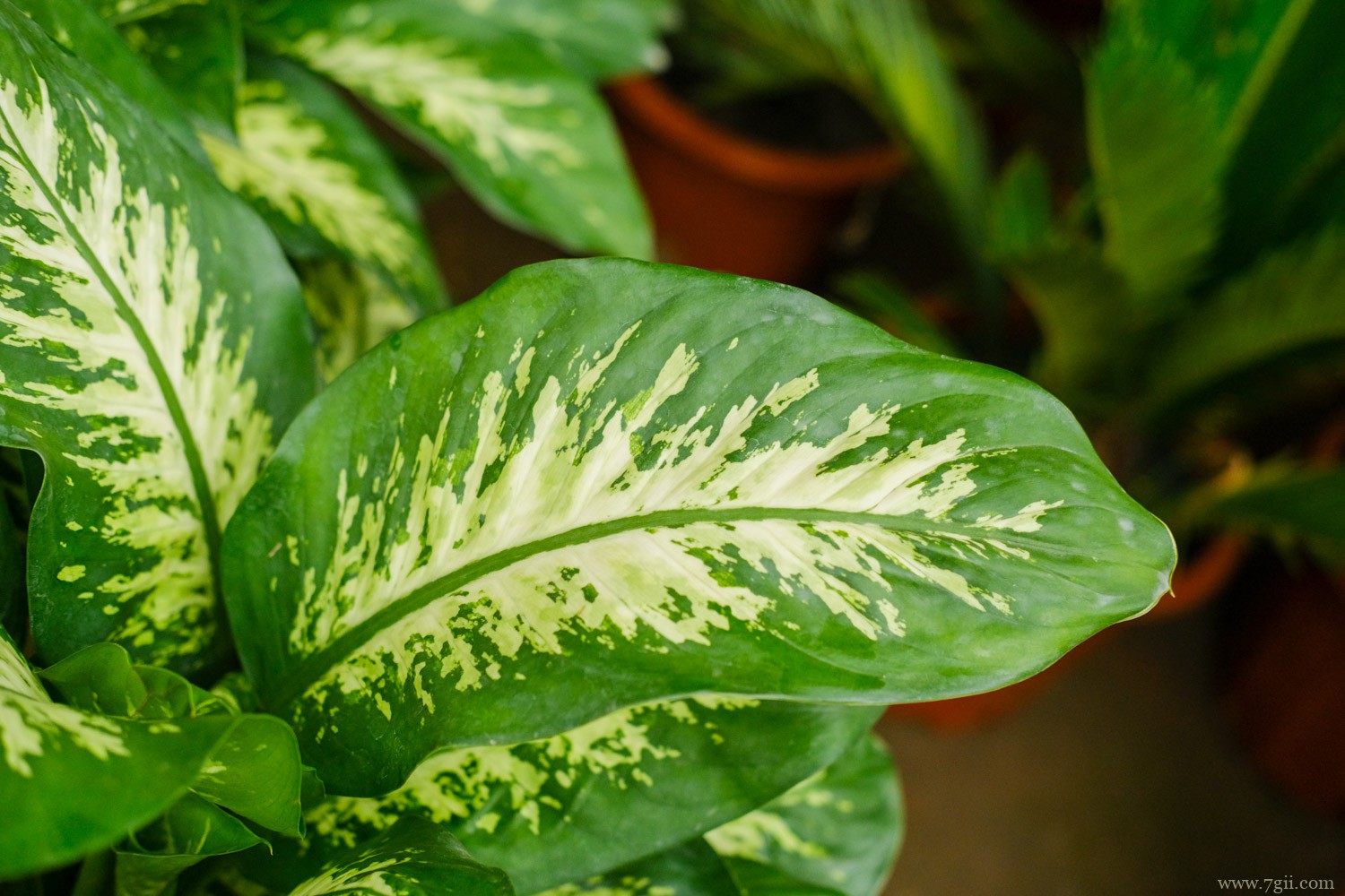 昌吉适合养什么花，市花和市树是什么