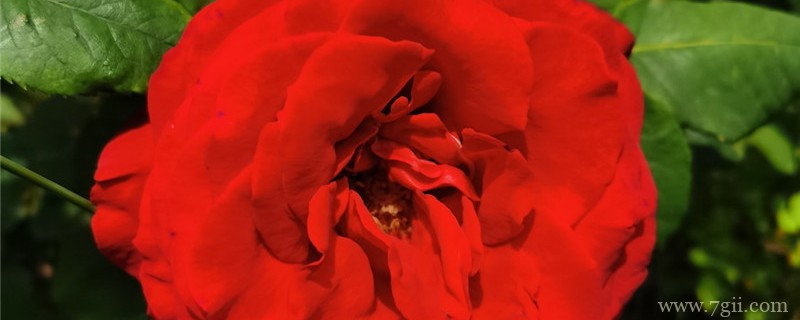 乌鲁木齐适合养什么花，市花和市树是什么