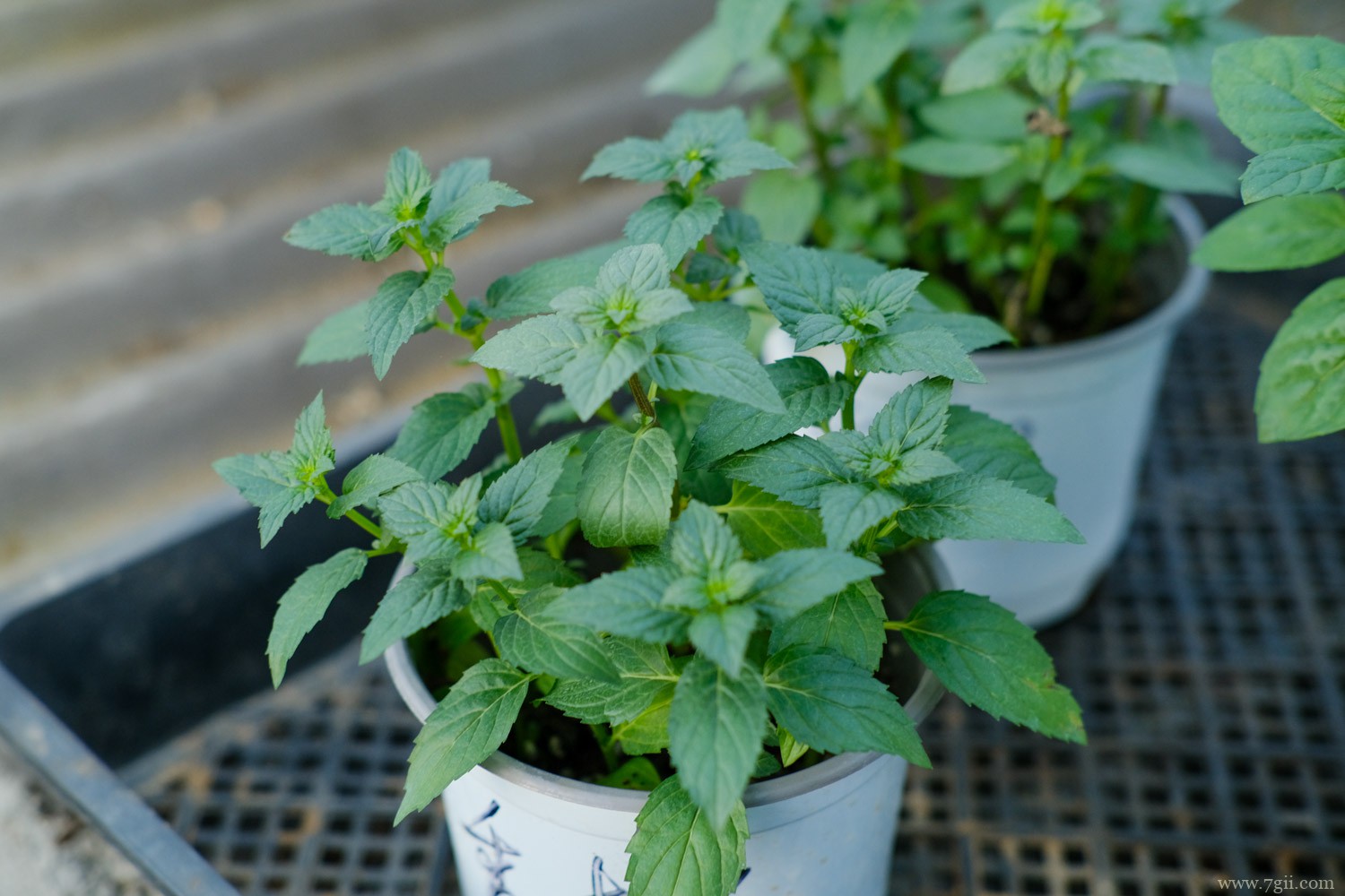 伊犁哈萨克适合养什么花，市花和市树是什么