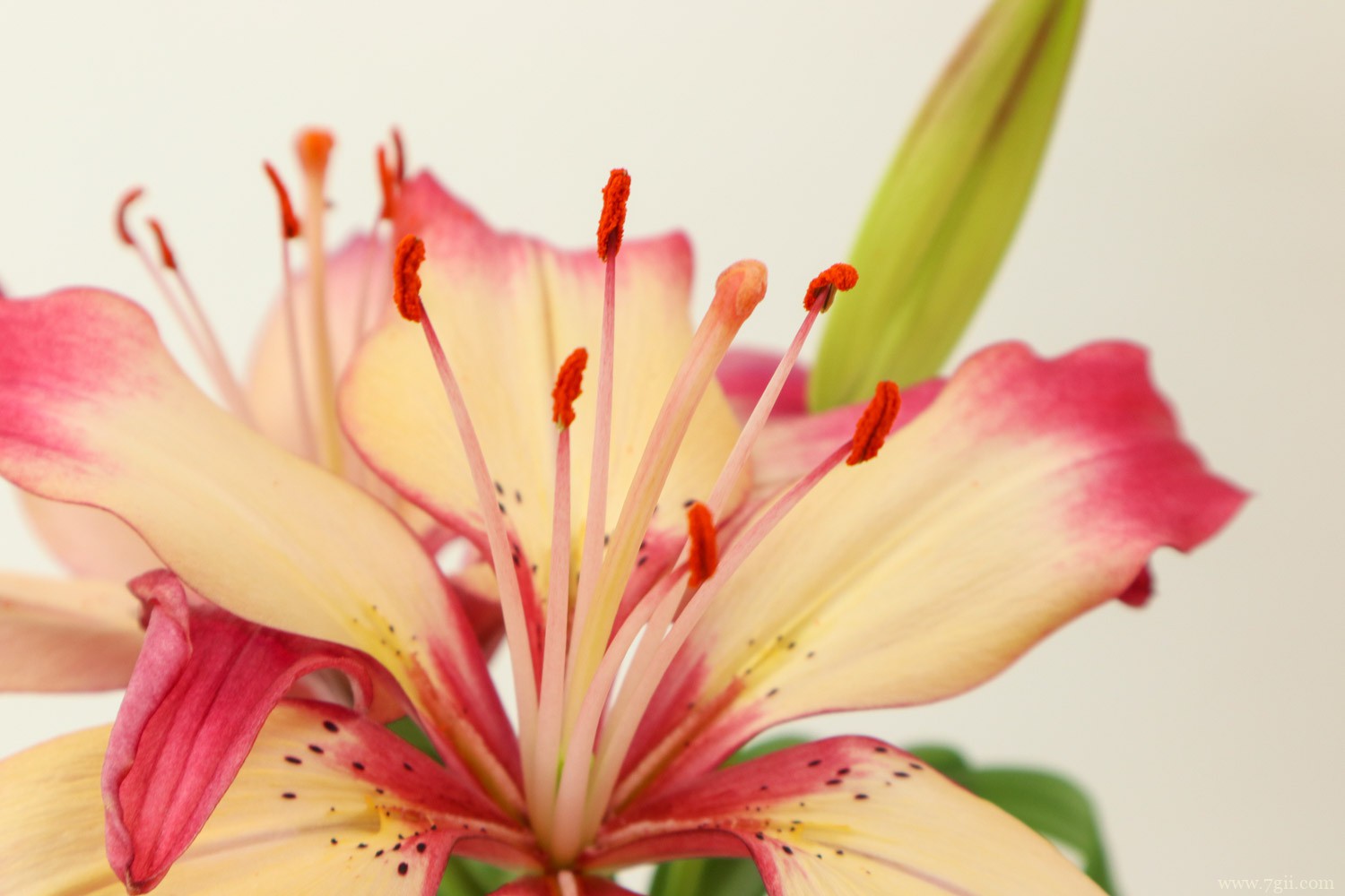 白城适合养什么花，市花和市树是什么