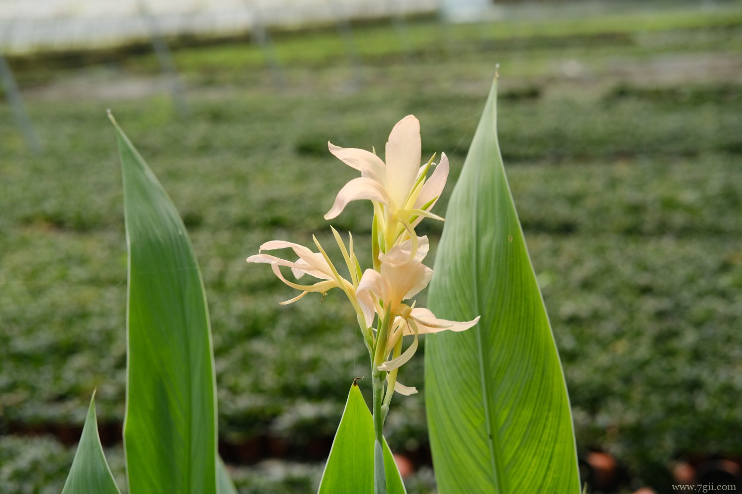 辽源适合养什么花，市花和市树是什么