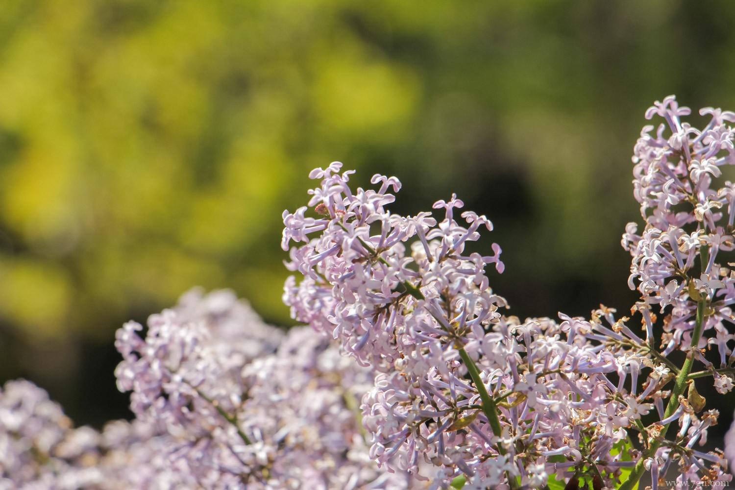 丁香 齐齐哈尔适合养什么花,市花和市树是什么