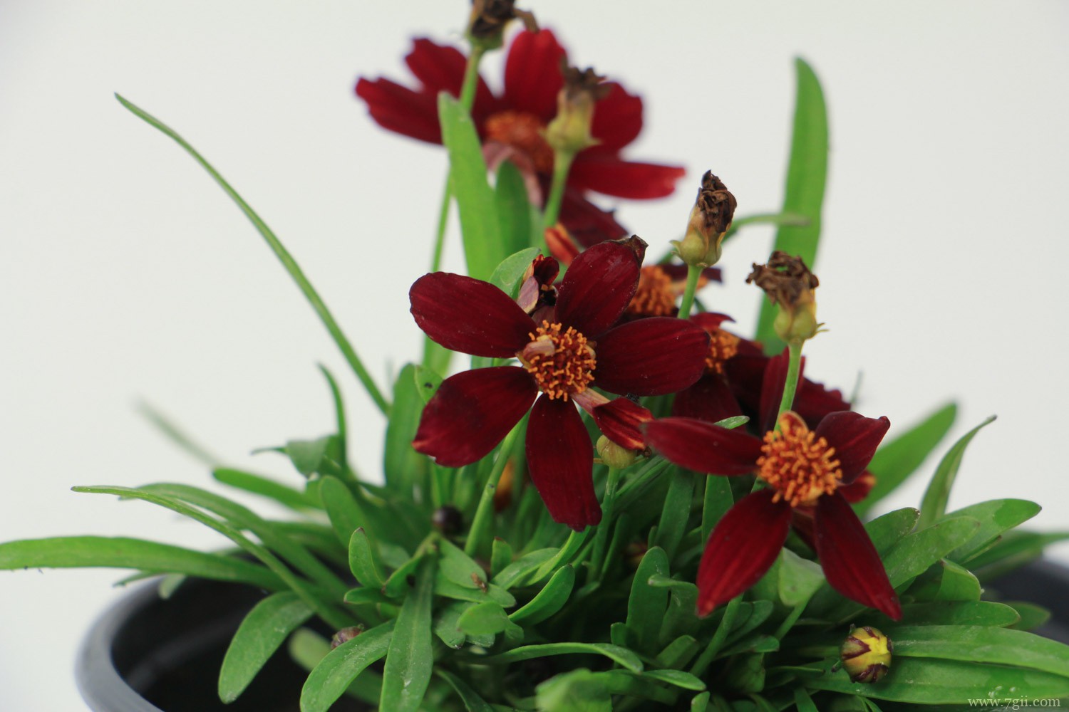 白山适合养什么花，市花和市树是什么