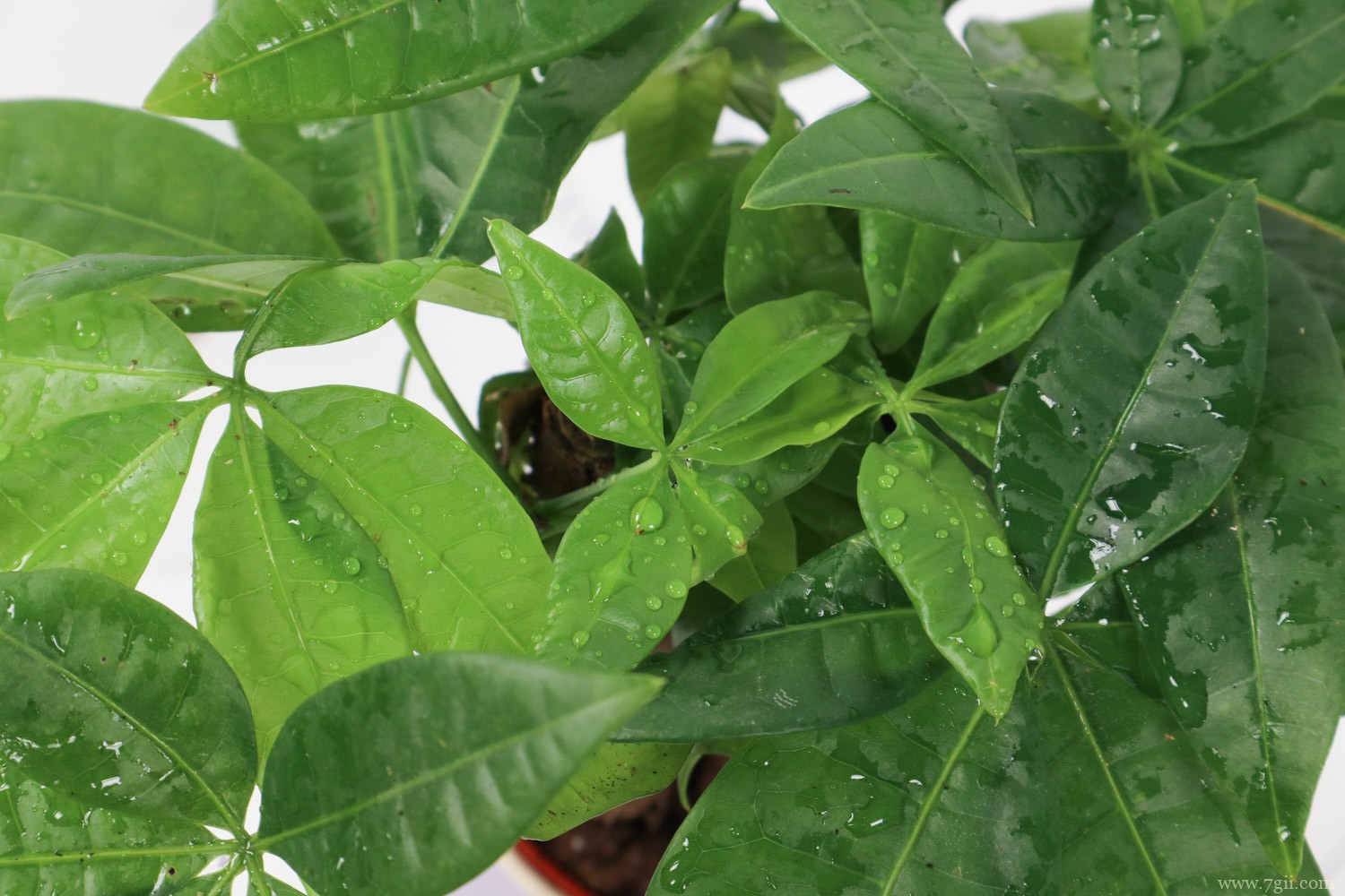 吴忠适合养什么花，市花和市树是什么