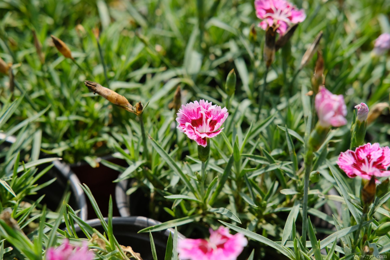 中卫适合养什么花，市花和市树是什么