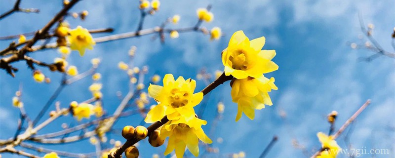 通化适合养什么花，市花和市树是什么