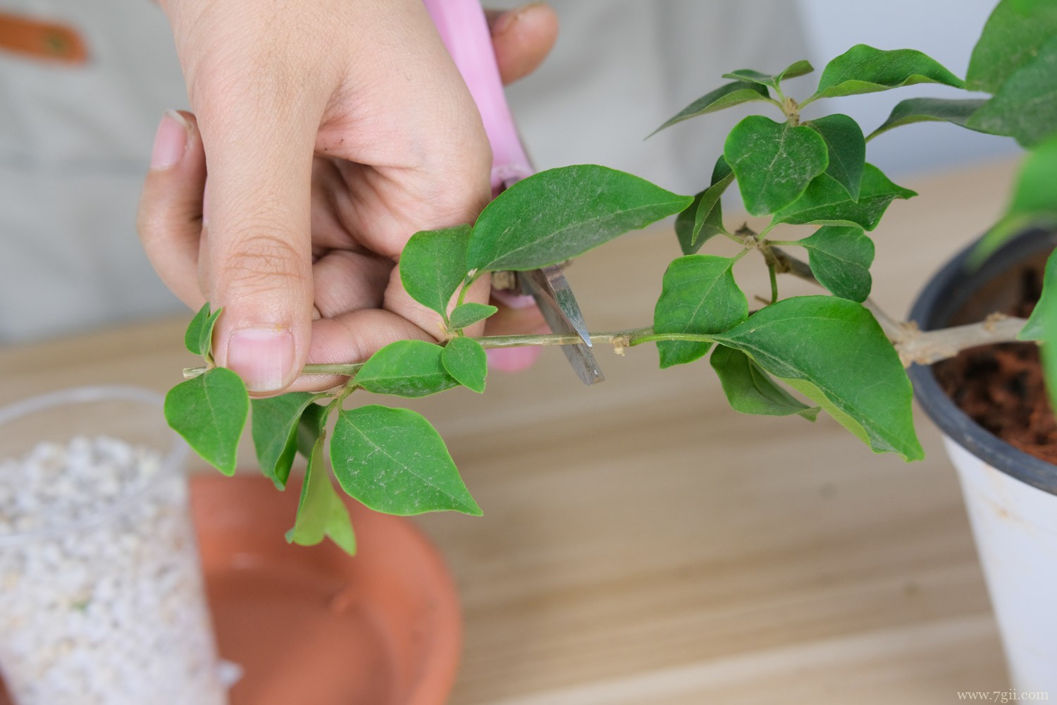 德宏适合养什么花，市花和市树是什么