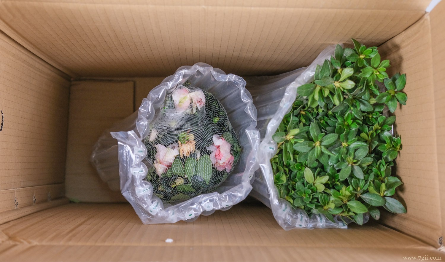 大理适合养什么花，市花和市树是什么