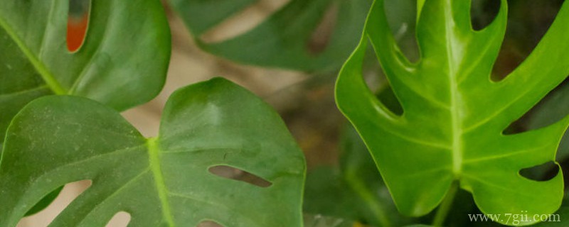 红河适合养什么花，市花和市树是什么