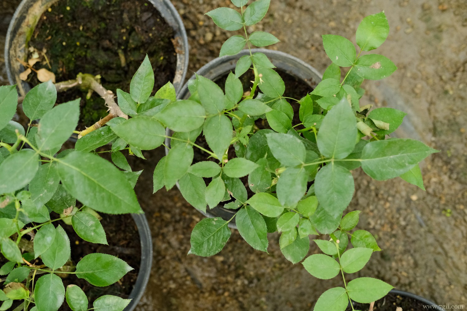 衢州适合养什么花，市花和市树是什么