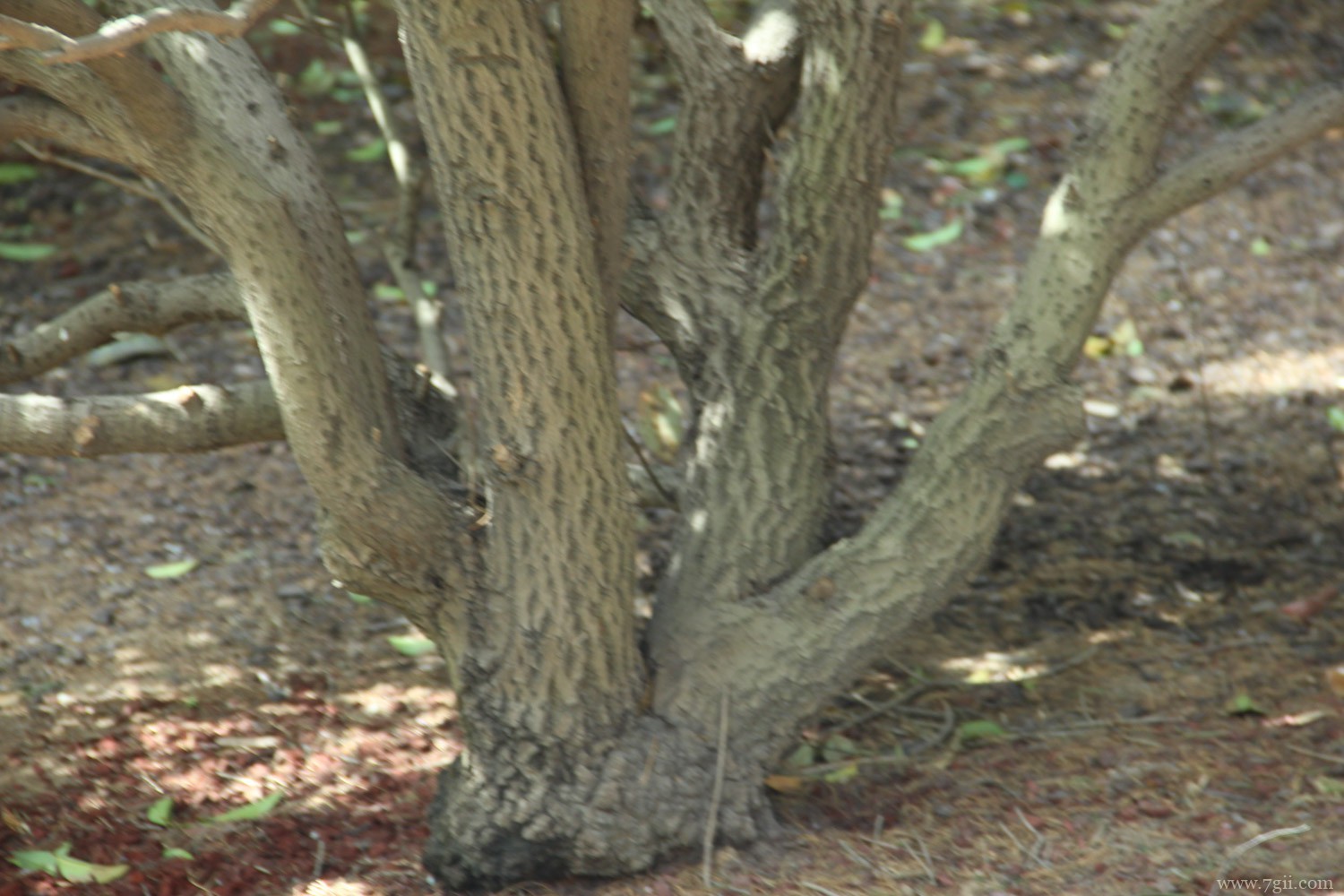 衢州适合养什么花，市花和市树是什么