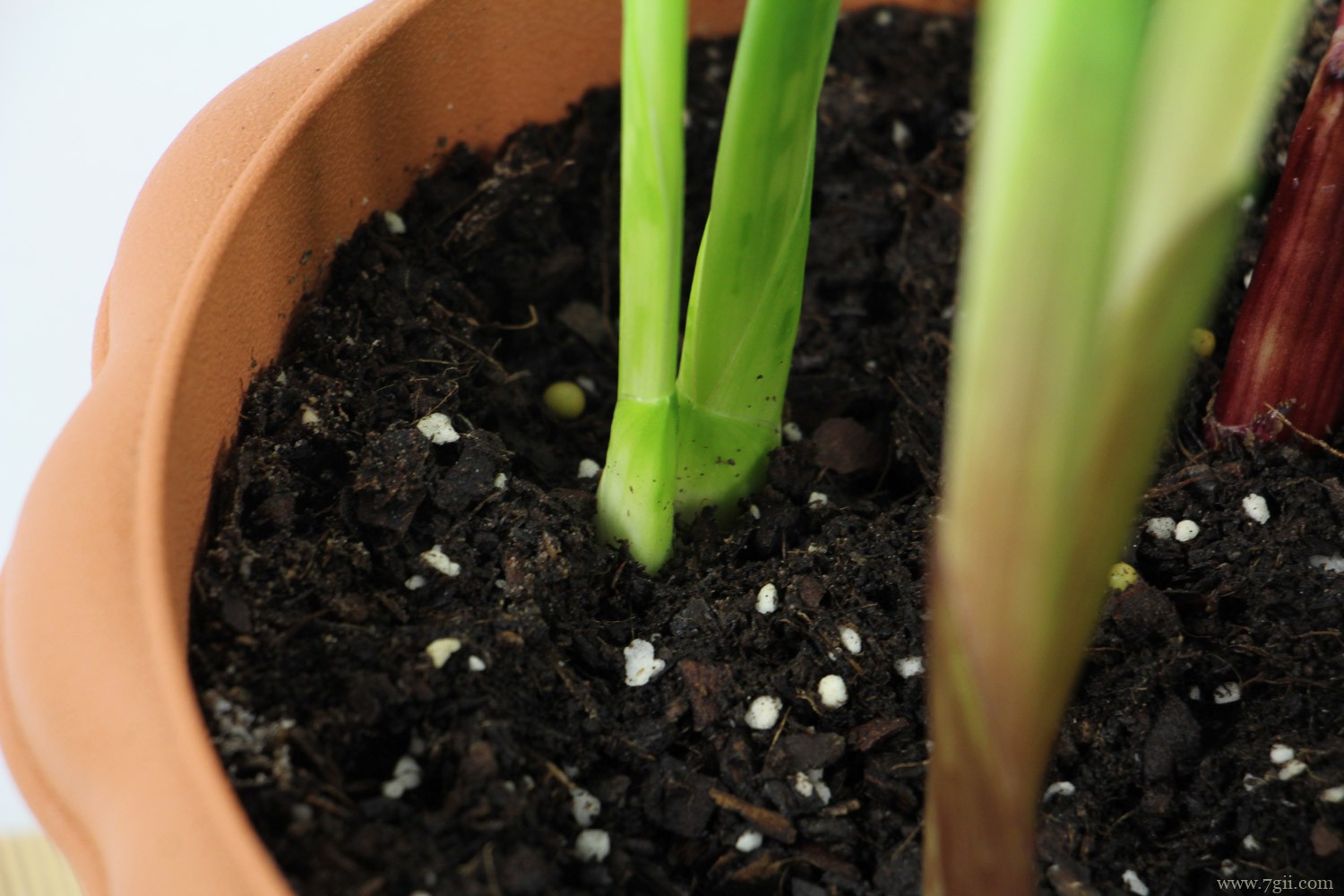 唐菖蒲 玉溪适合养什么花,市花和市树是什么