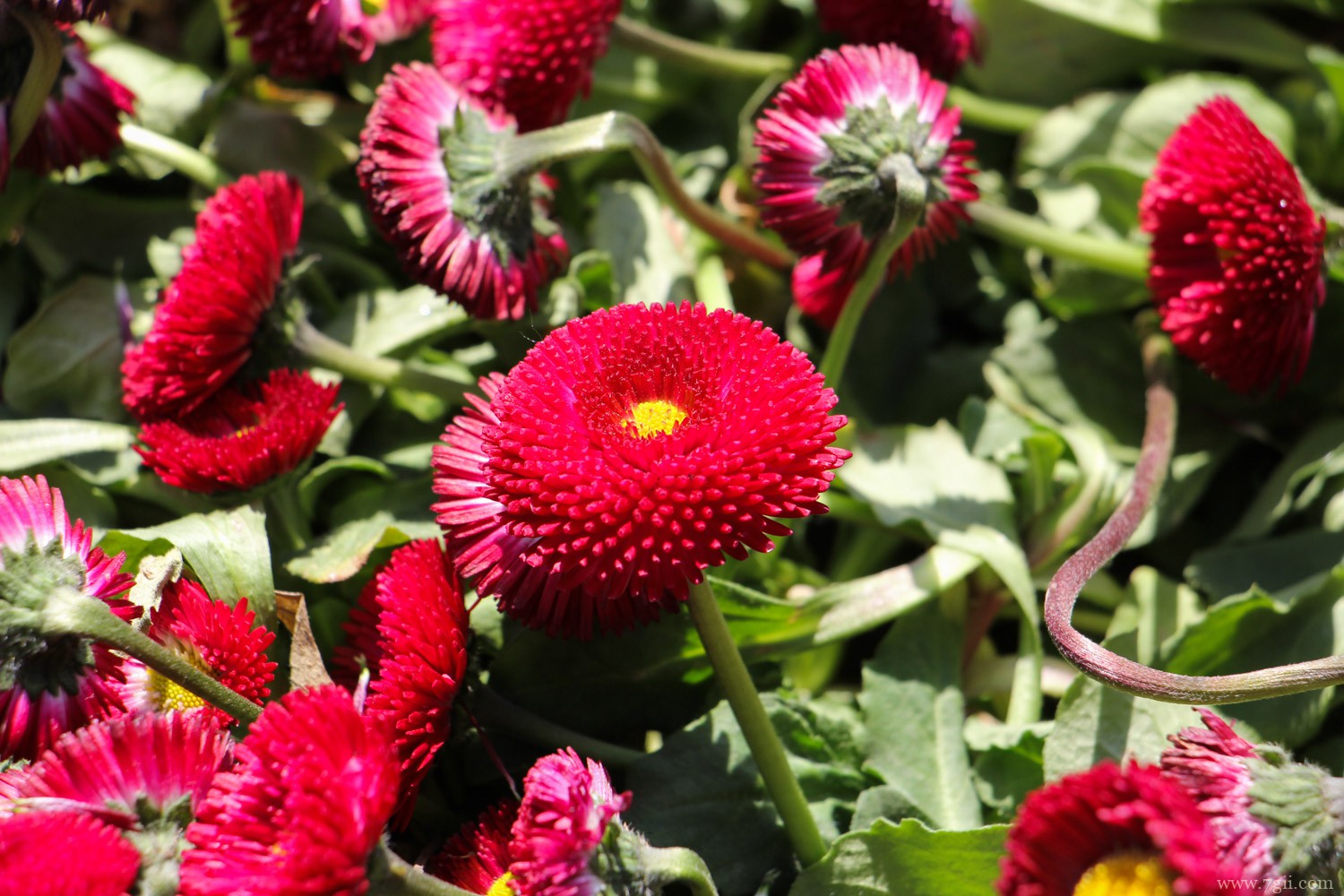 迪庆适合养什么花，市花和市树是什么