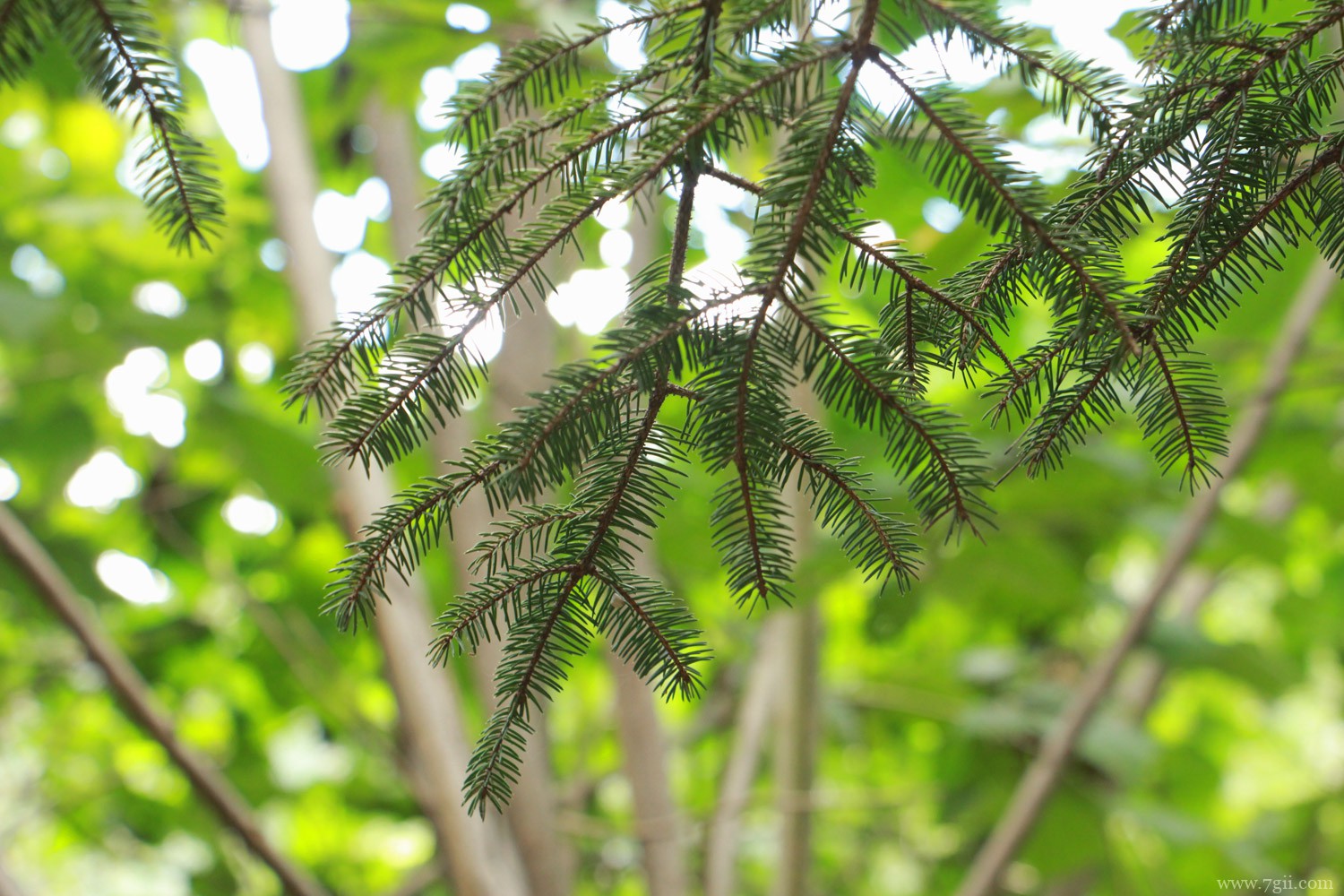 迪庆适合养什么花，市花和市树是什么