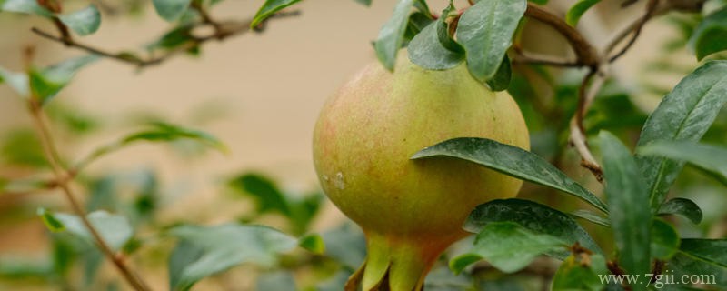 嘉兴适合养什么花，市花和市树是什么