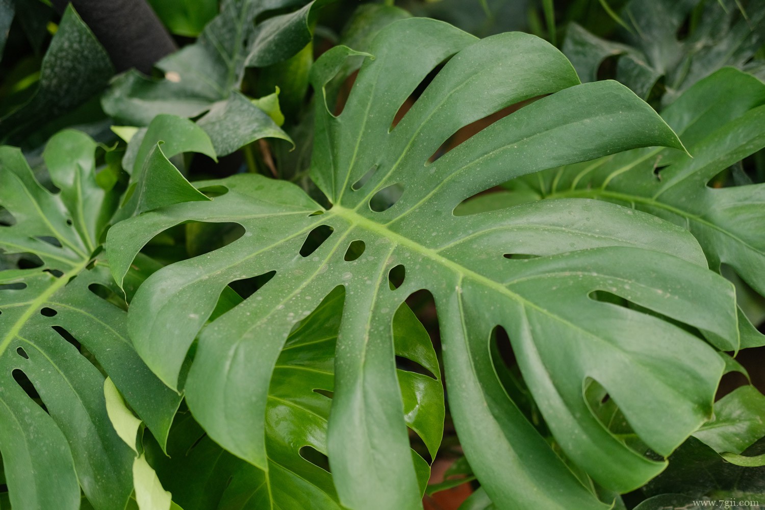 龟背竹 嘉兴适合养什么花,市花和市树是什么