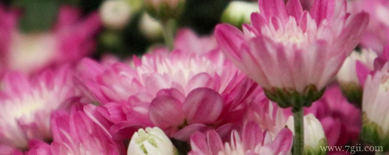 丽江适合养什么花，市花和市树是什么