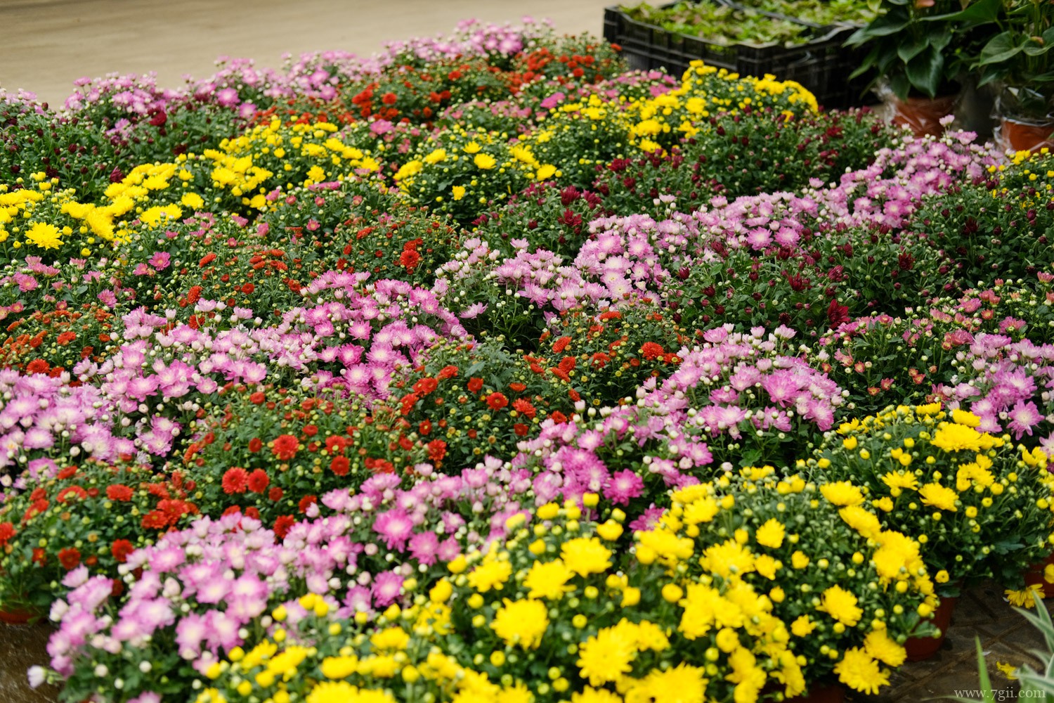 丽江适合养什么花，市花和市树是什么