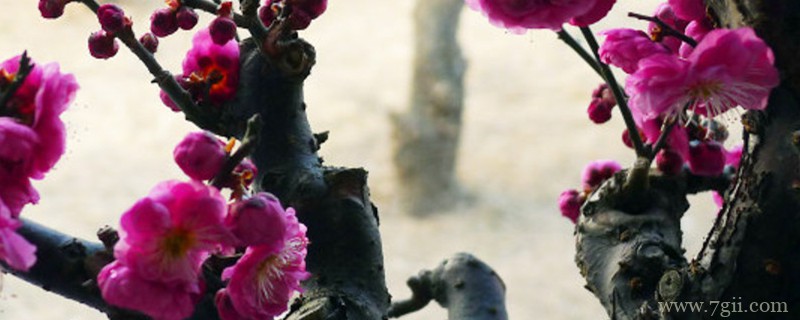 无锡适合养什么花，市花和市树是什么