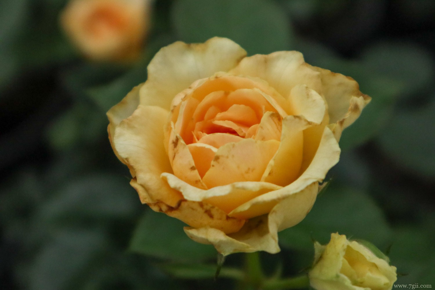 白银适合养什么花，市花和市树是什么