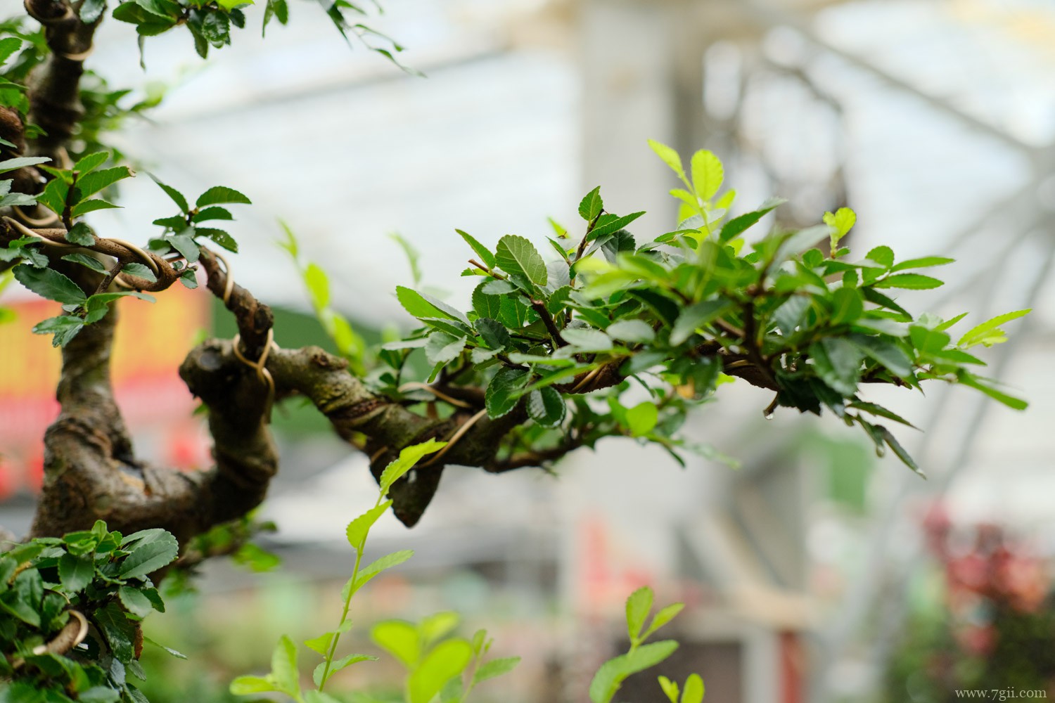 榆林适合养什么花，市花和市树是什么